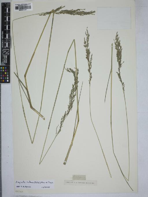 Eragrostis nutans (Retz.) Nees ex Steud. - 000914961