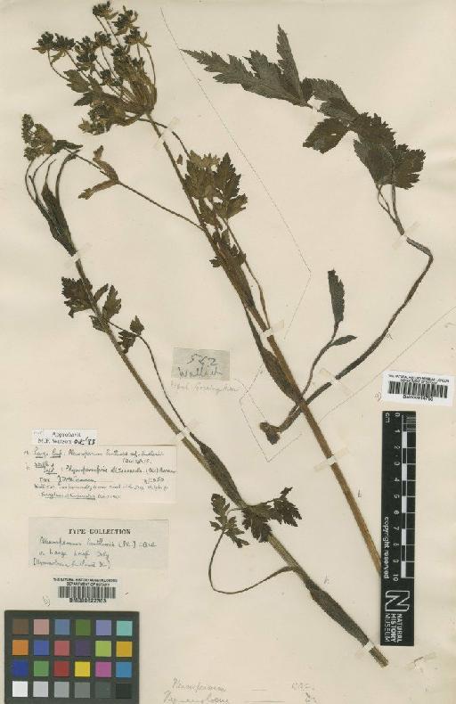 Pleurospermum benthamii (Wall. ex DC.) C.B.Clarke - BM000622303