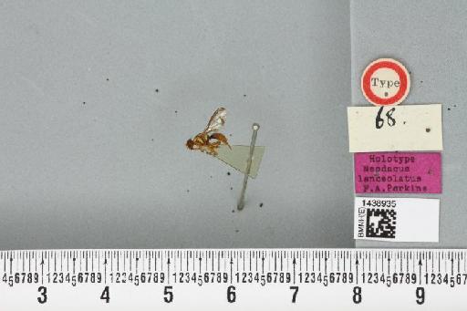 Bactrocera (Zeugodacus) lanceolatus (Perkins, 1939) - BMNHE_1438935_a_35486