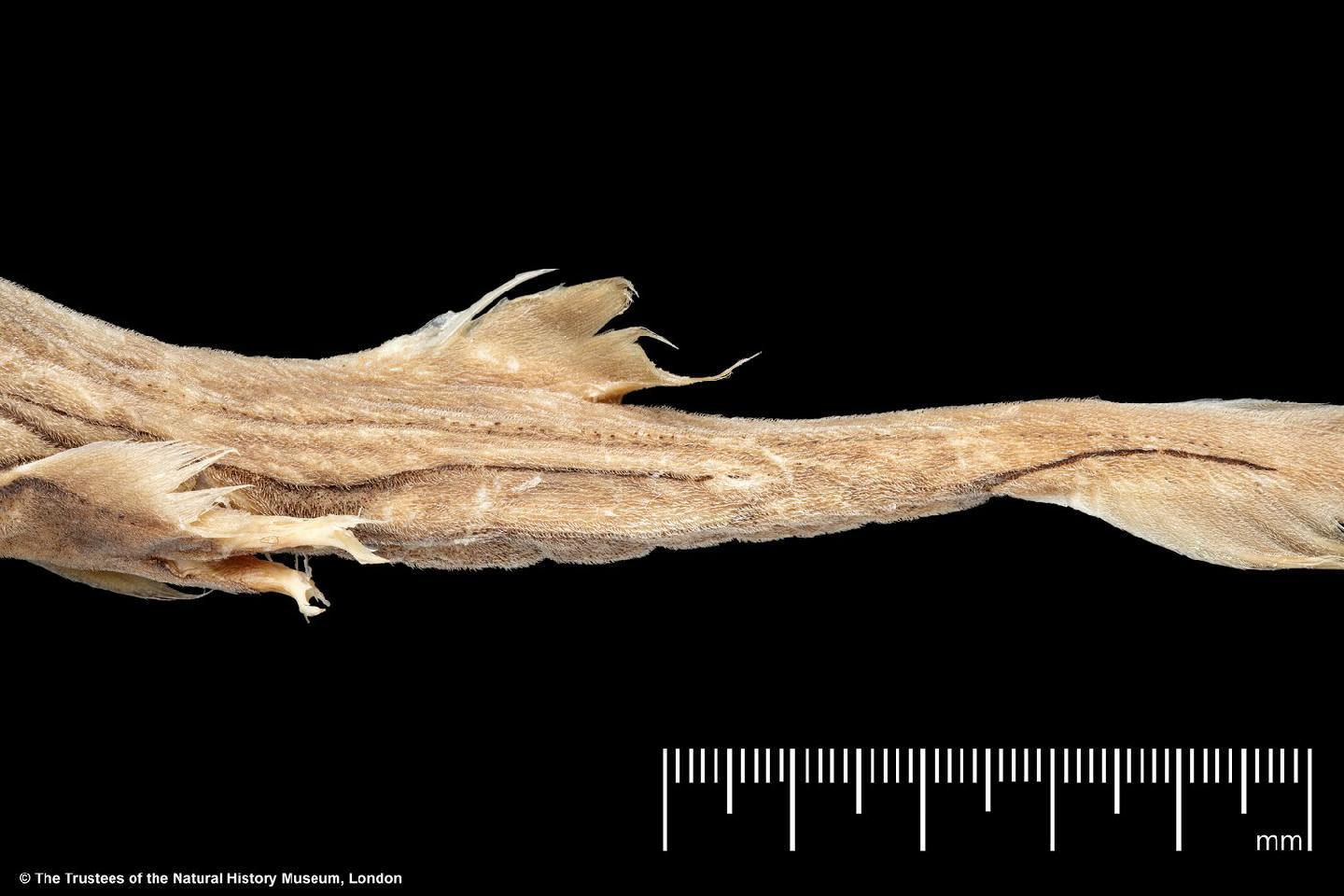 To NHMUK collection (Etmopterus decacuspidatus Chan, 1966; HOLOTYPE; NHMUK:ecatalogue:2530153)