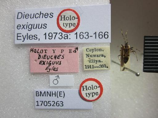 Dieuches exiguus Eyles, 1973 - Dieuches exiguus-BMNH(E)1705263-Holotype Male Labels