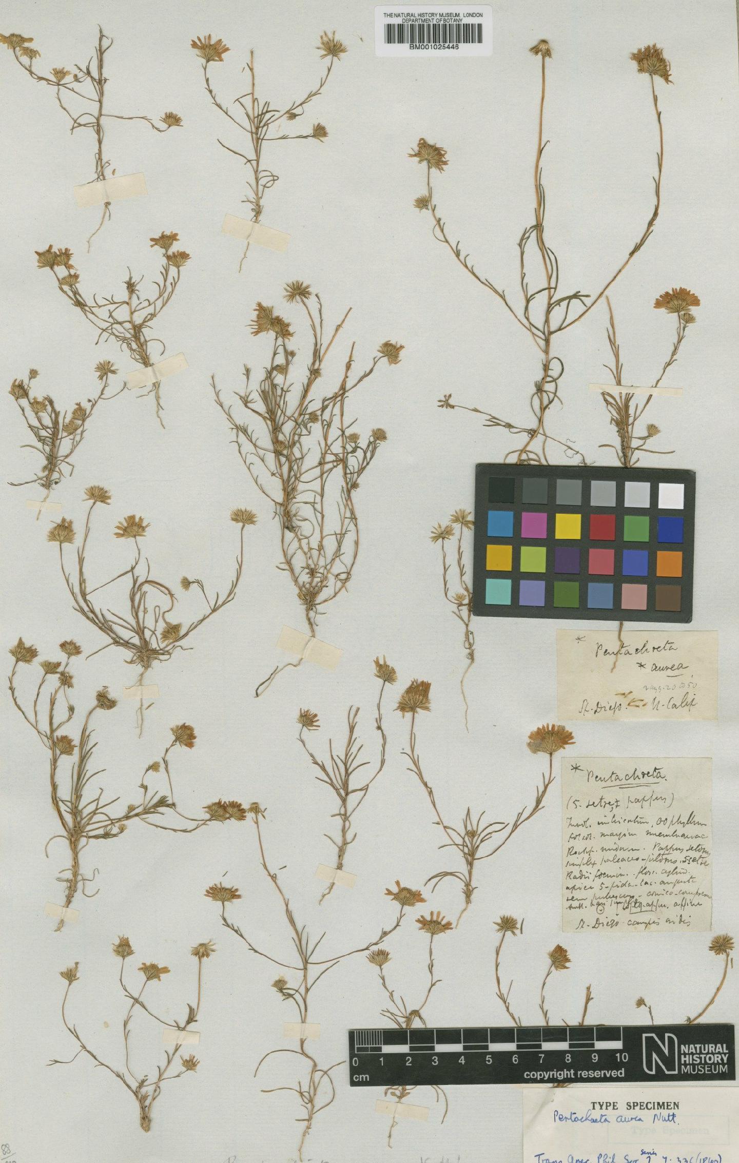 To NHMUK collection (Chaetopappa aurea (Nutt.) D.D. Keck; Type; NHMUK:ecatalogue:749877)