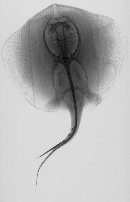 Urolophus chilensis Günther, 1872 - BMNH 1871.9.13.119, HOLOTYPE, Urolophus chilensis, radiograph