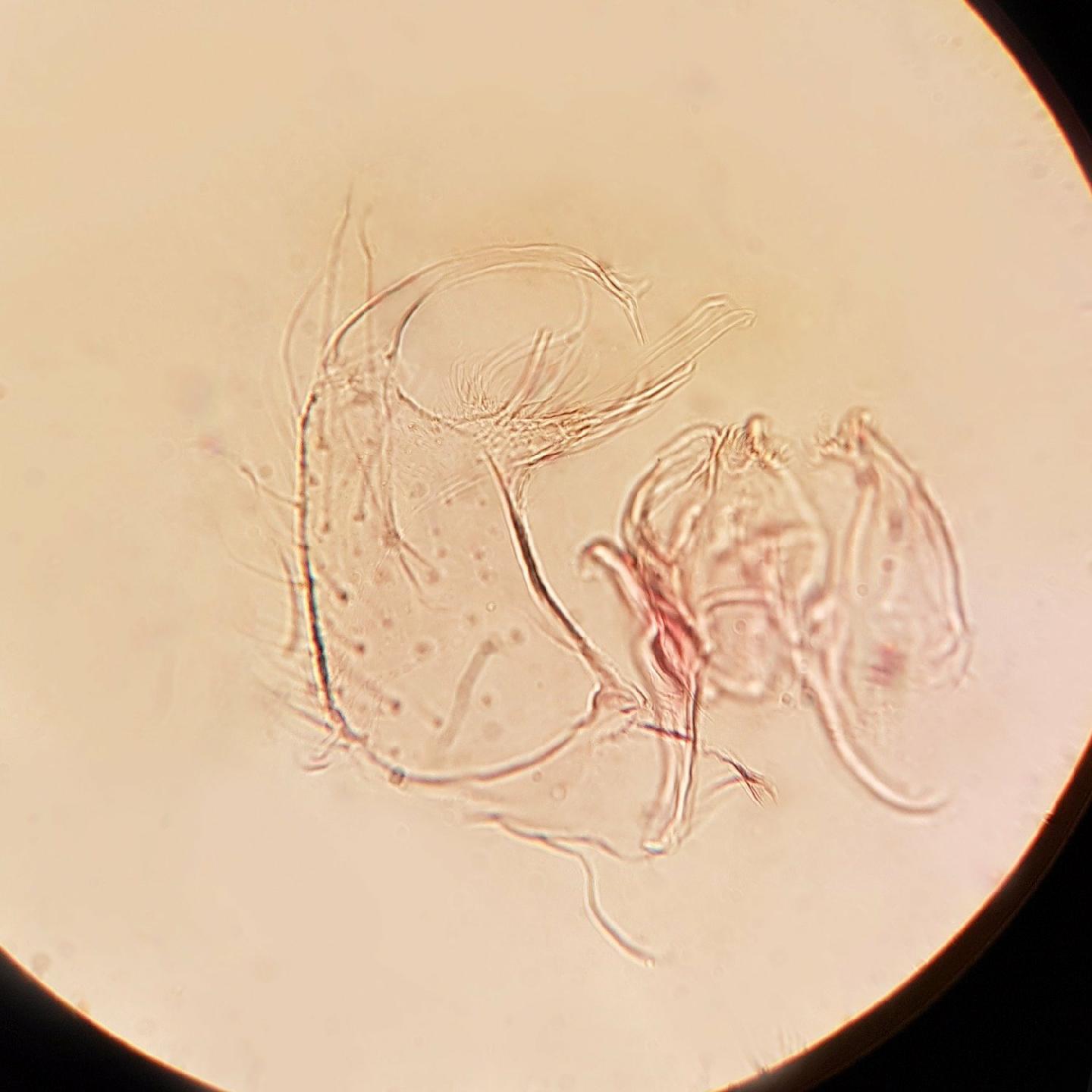Culex lucaris