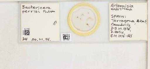 Bactericera perrisi Puton, 1876 - 010716684_117164_1145537_157674