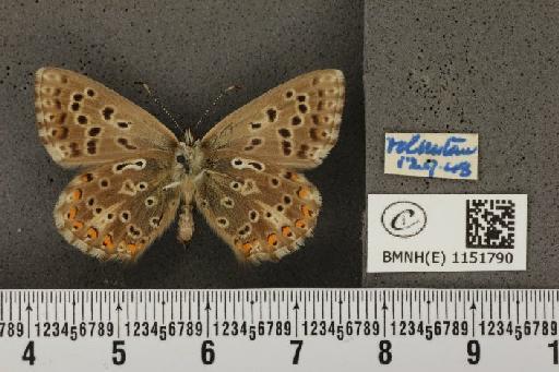 Lysandra coridon ab. nubila Bright & Leeds, 1938 - BMNHE_1151790_102994