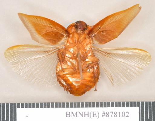 Leucophaea striata Kirby, 1903 - Leucophaea striata Kirby, 1903, female, lectotype, ventral. Photographer: Heidi Hopkins. BMNH(E)#878102