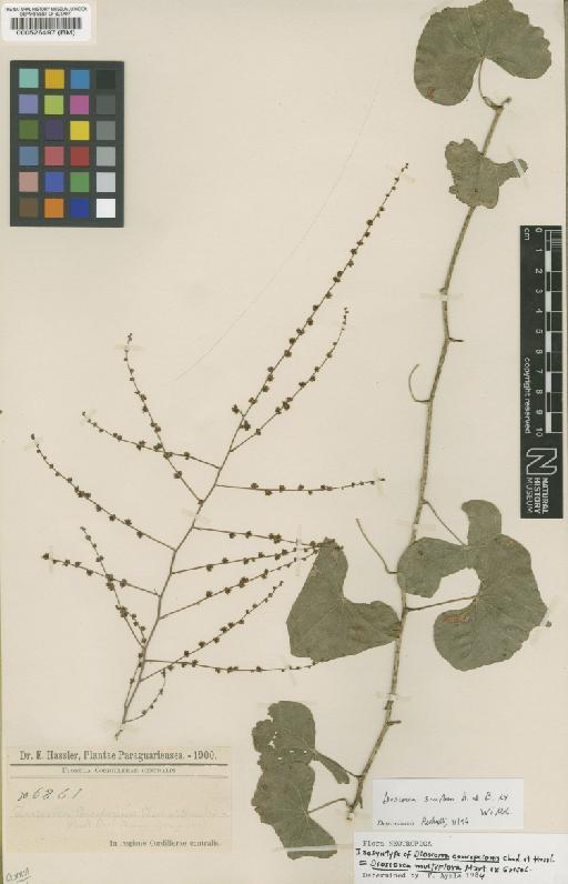 Dioscorea multiflora Mart. ex Griseb. - BM000526497