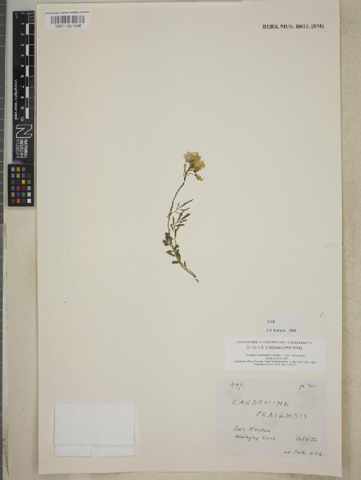 Cardamine pratensis L. - BM013391585