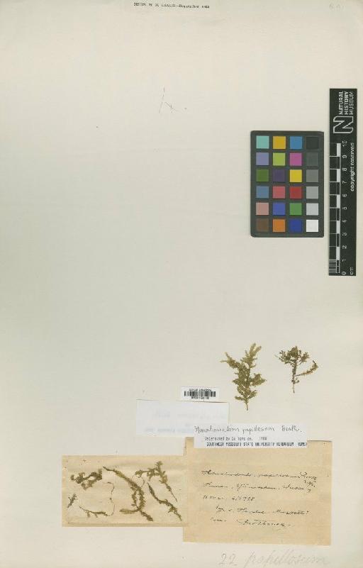 Homaliodendron papillosum Broth. - BM001108119