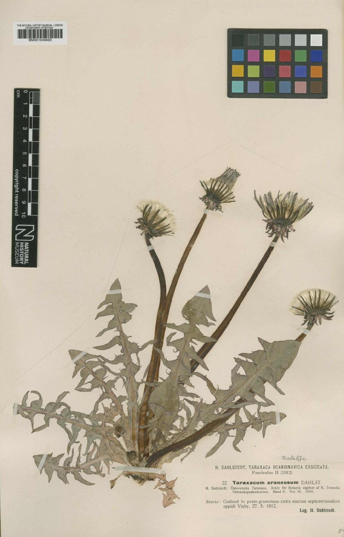 To NHMUK collection (Taraxacum araneosum Dahlst.; Type; NHMUK:ecatalogue:1998110)