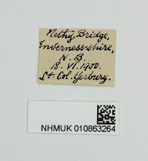Blera fallax (Linnaeus, 1758) - 010863264-Blera_fallax-label