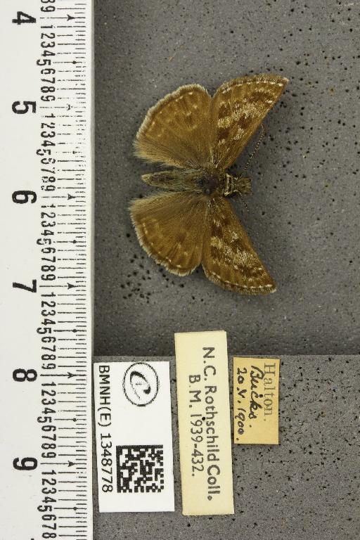 Erynnis tages tages ab. transversa Tutt, 1906 - BMNHE_1348778_157933