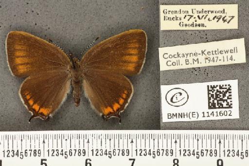 Satyrium pruni ab. excessa Tutt, 1907 - BMNHE_1141602_96140