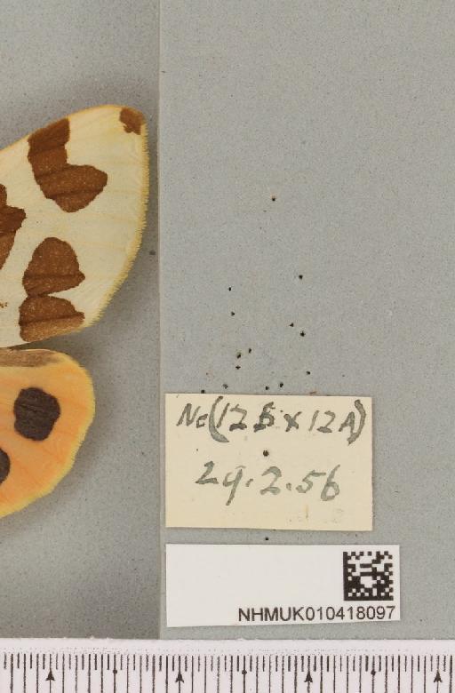 Arctia caja (Linnaeus, 1758) - NHMUK_010418097_a_label_530647