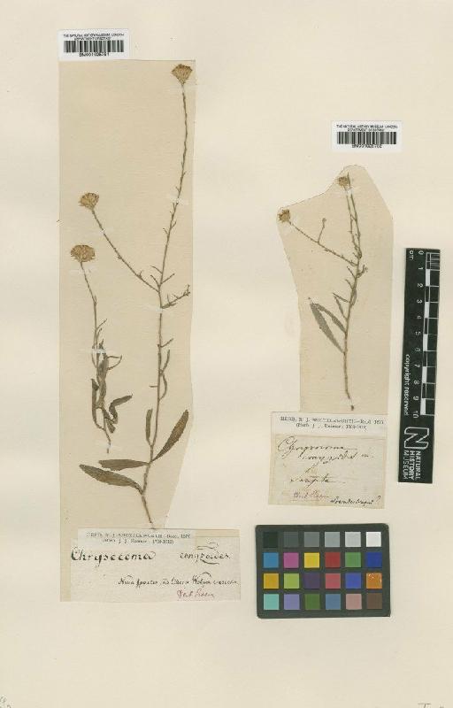 Aster divaricatus L. - BM001025751