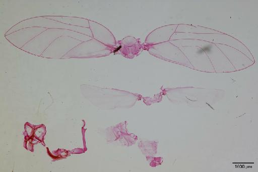 Trioza ghanaensis Hollis, 1984 - 010718914_a