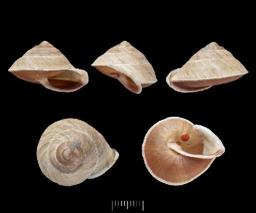 Helix lanceolata Pfeiffer, 1862 - 20210318, SYNTYPES, Helix lanceolata Pfeiffer, 1862