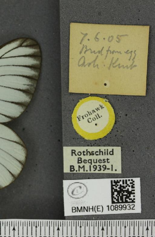 Aporia crataegi (Linnaeus, 1758) - BMNHE_1089932_label_69714