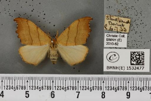 Falcaria lacertinaria (Linnaeus, 1758) - BMNHE_1532477_187465