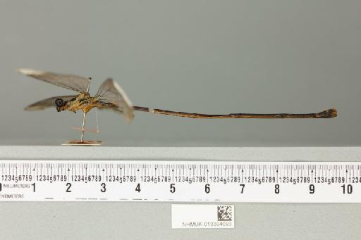 Microstigma calcipennis Fraser, 1946 - 013384093_lateral