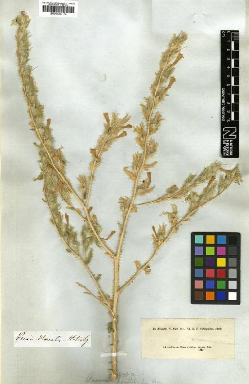 Onosma aleppica Boiss. - BM001050184