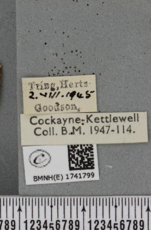 Eulithis prunata (Linnaeus, 1758) - BMNHE_1741799_label_320537