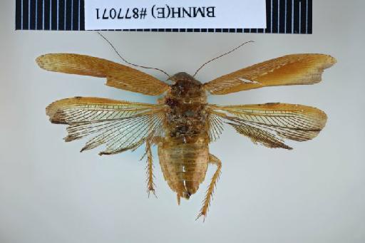 Epilampra puncticollis Walker, 1868 - Epilampra puncticollis Walker, F, 1868, female, holotype, dorsal. Photographer: Aging Wang. BMNH(E)#877071