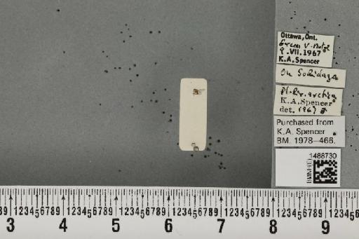 Phytoliriomyza arctica (Lundbeck, 1901) - BMNHE_1488730_52577