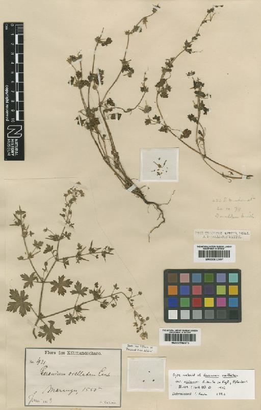 Geranium bequaertii De Wild. - BM000796973