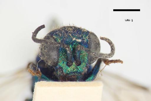 Chrysis neglecta Shuckard, 1836 - Chrysis_neglecta-BMNH(E)#970906_lectotype-frontal-2_5X