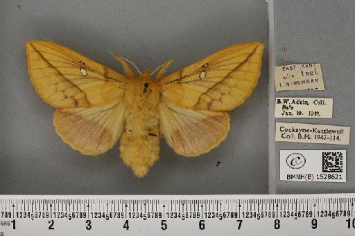 Euthrix potatoria ab. lutescens Tutt, 1902 - BMNHE_1528621_197123