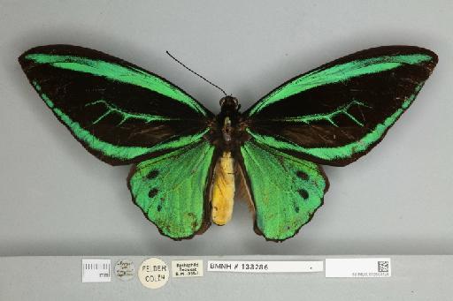 Ornithoptera priamus arruana Felder, 1859 - 013603126__