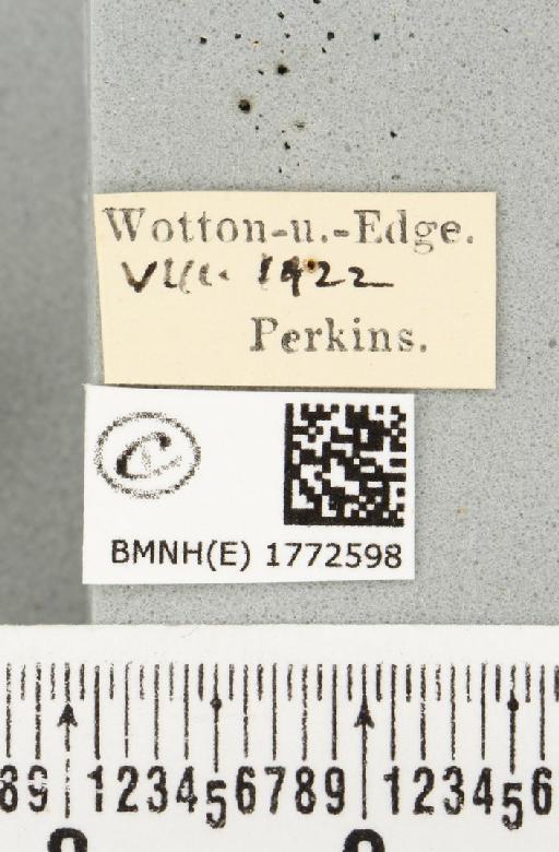 Colostygia olivata (Denis & Schiffermüller, 1775) - BMNHE_1772598_label_353863