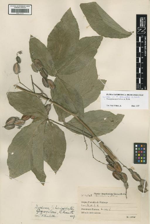 Dioscorea quartiniana A.Rich. - BM001191168