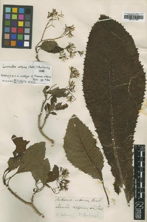 Lachanodes arborea (Roxb.) B.Nord. - BM001041624