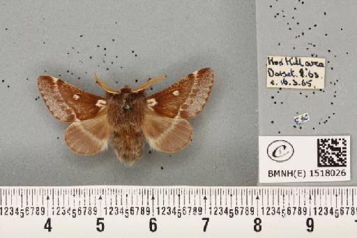 Eriogaster lanestris (Linnaeus, 1758) - BMNHE_1518026_191635
