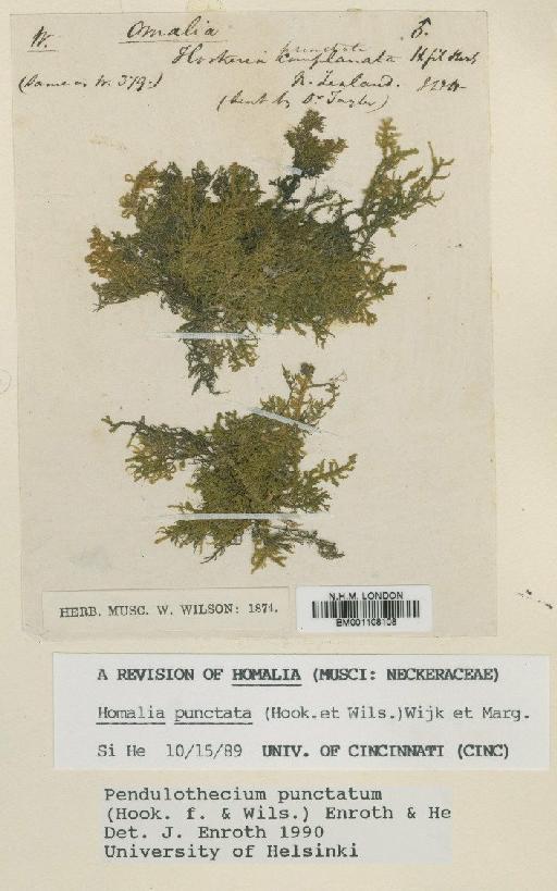 Pendulothecium punctatum (Hook.f. & Wilson) Enroth & S.He - BM001108108