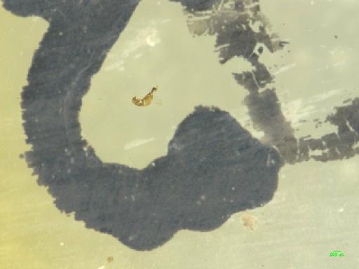 Kalissus nitidus LeConte, 1874 - 010189302___7
