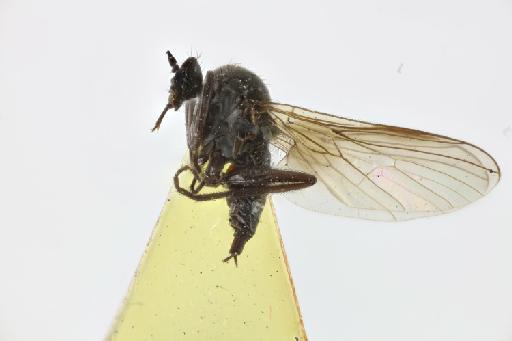 Rhamphomyia caeca Collin, 1933 - NHMUK013700194_Rhamphomyia_caeca_ST_wholebody_lateral.jpg