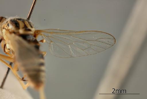 Heterotropus taurus Bowden, 1967 - 010629046_Heterotropus_taurus_Wing_Paratype