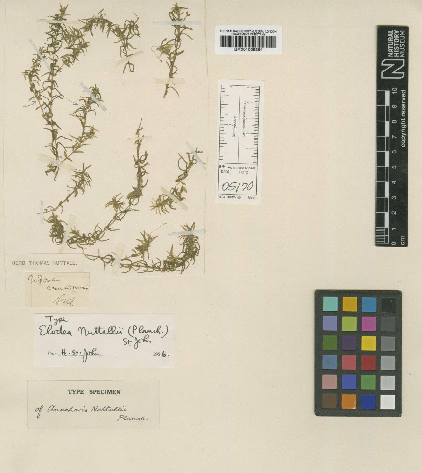 To NHMUK collection (Elodea nuttallii (Planch.) H.St.John; Type; NHMUK:ecatalogue:648472)