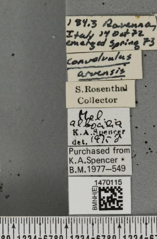 Melanagromyza albocilia Hendel, 1931 - BMNHE_1470115_label_44665