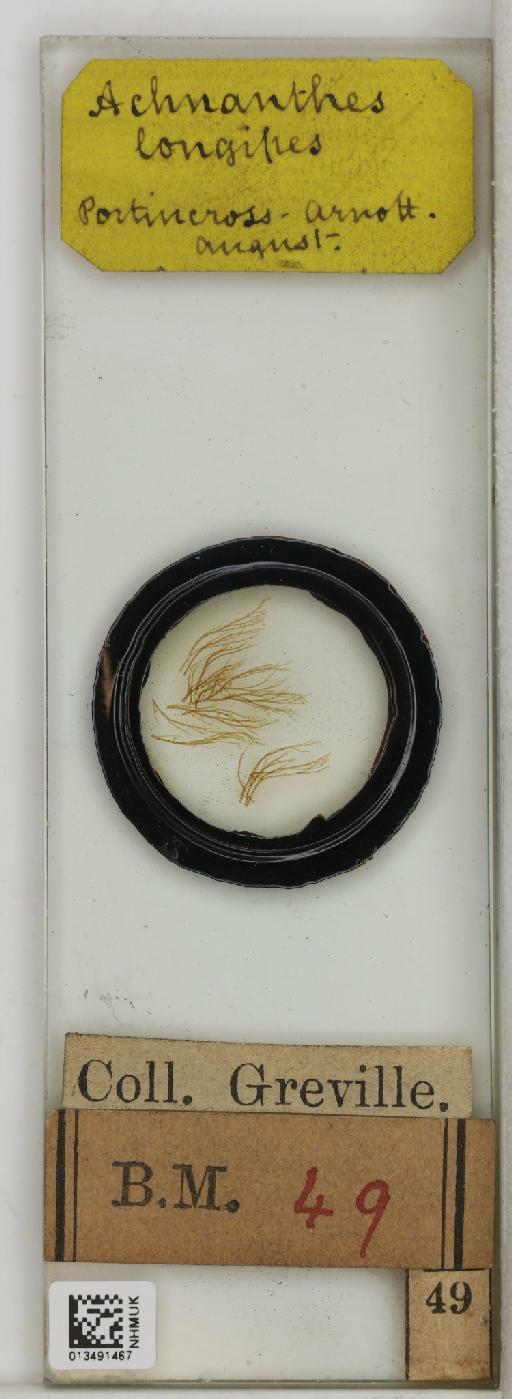 Achnanthes longipes C.Agardh - 013491467_242027_4514084-NonType