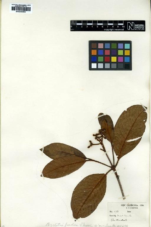 Psychotria frondosa S.Moore - BM000895894