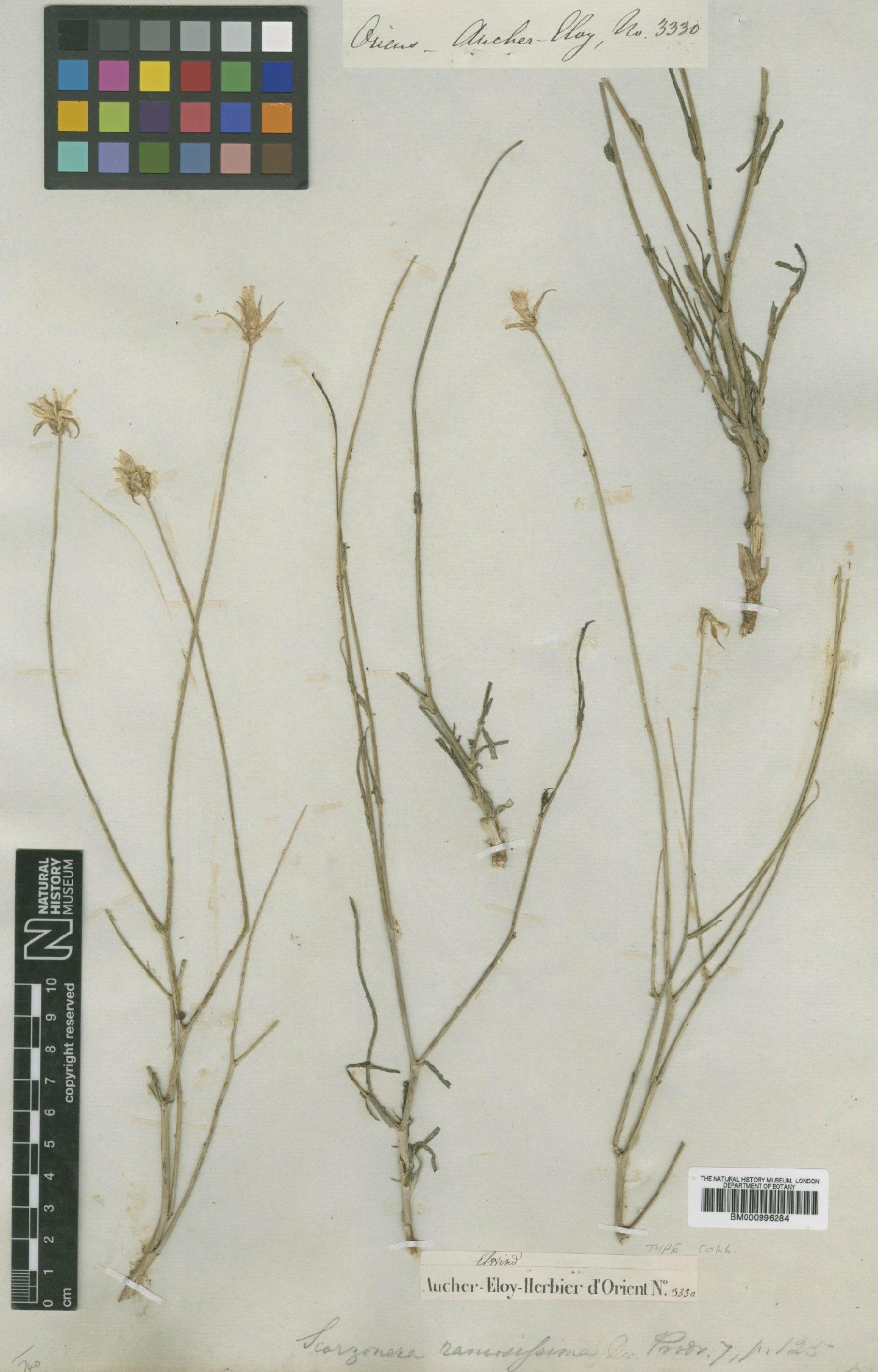 To NHMUK collection (Scorzonera ramosissima DC.; Type; NHMUK:ecatalogue:481401)