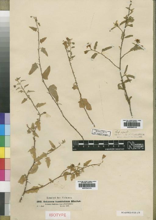 Solanum hastifolium Dunal ex Hochst. - BM000847414