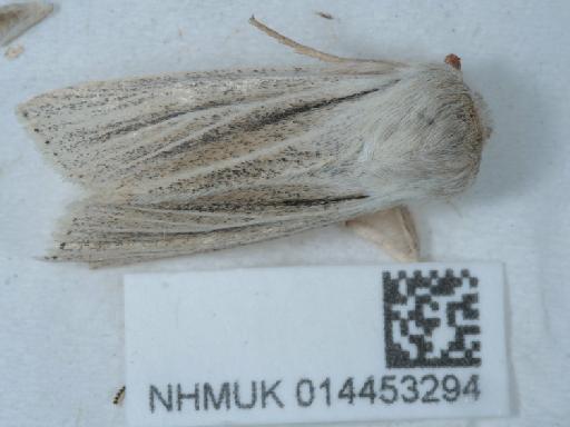 Simyra albovenosa infrasubspecies tjurana (Draudt, 1936) - 014453294_1