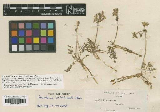 Lomatium watsonii (J.M.Coult. & Rose) J.M.Coult. & Rose - BM001042915