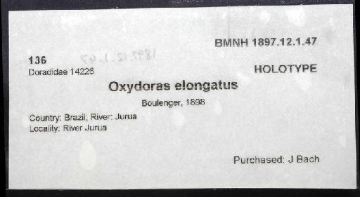 Oxydoras elongatus Boulenger, 1898 - 1897.12.1.47; Oxydoras elongatus; image of jar label; ACSI project image